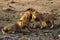 The Transvaal lion Panthera leo krugeri, also known as the Southeast African lion or Kalahari lion, three brothers at a muddy