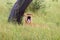 The Transvaal lion Panthera leo krugeri also known as the Southeast African lion .Lioness lying under a tree with open mouth