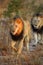 The Transvaal lion Panthera leo melanochaita or Panthera leo kruegeri , big male in the morning light.Large males with a black