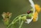 Transverse ladybird or transverse lady beetle