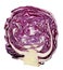 Transverse section of red cabbage head