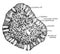 Transverse Section of Villus of Small Intestine, vintage illustration