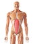 The transversus abdominis