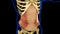 Transversus Abdominis Muscle Anatomy For Medical Concept 3D Animation