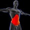 Transversus Abdominis Muscle Anatomy For Medical Concept 3D Illustration