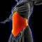 Transversus Abdominis Muscle Anatomy For Medical Concept 3D Illustration