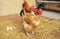 Transylvanian bare-necked chicken on the background of a chicken coop