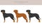 Transylvanian hound clipart. Different poses, coat colors set