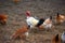 Transylvanian naked neck rooster. Free range, rare breed of chicken
