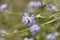 Transylvanian scabious