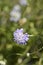 Transylvanian scabious