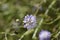 Transylvanian scabious