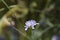 Transylvanian scabious