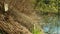 Trap cage on european beaver in bushes on river bank. illegal hunting removal hunter. Camouflaged in the bushes of plants and