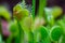 Trap leaf of dionaea muscipula carnivorous plant. Closeup look to leaves and insect inside