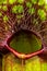 Trap Leaf of a Pitcher Plant