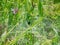 Trap of spider in a funnel shape from the thick cobwebs, the spider sits at the end of the funnel