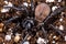 Trapdoor Spider