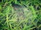 Trapdoor spider web on grass