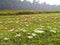 Trapdoor spider webs