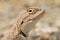 Trapelus agilis , Brilliant ground agama head portrait