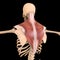 Trapezius Muscle Anatomy For Medical Concept 3D Illustration