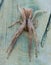 Trapezoid Crab Spider Sidymella trapezia