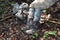 Trapper boots soiled with mud during trekking, Young woman resting while hiking through the jungles. Tourist and expedition