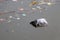 Trash and garbage floating on the surface of the water, causing sewage