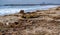 Trash thrown out of the sea after a storm on the coast