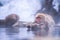 Travel Asia. Red-cheeked monkey. Japanese snow monkeys carrying babies And bathe in the onsen in the hot water in the middle of
