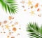 Travel background. pattern of sea shells, stars and palm branches