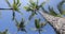 Travel background video. Palm trees palms against clear blue sky on tropical paradise beach. Beautiful palm tree view in