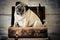 Travel concept with funny dog pug sitting inside an old vintage beautiful cabin bag luggage - wooden background and life with
