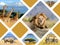 Travel concept with photos collage african animals