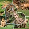Travel concept with photos collage wild african animal