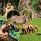 Travel concept with photos collage wild african animal