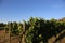 Travel Europe- Vineyards and orchards