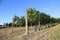 Travel Europe- Vineyards and organic orchards with blue sky front cover!