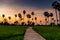 Travel footpath of rice and sugar palm farm at dusk