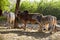 Travel India: Group of holy cows in Pushkar