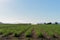 Travel Irrigation Of A Sugar Cane Paddock