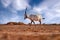 Travel Jordan, Arabia nature.  Arabian oryx or white oryx, Oryx leucoryx, antelope with a distinct shoulder bump, Evening light in