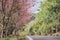 travel in nature with pink cherry blossom tree and country road in springtime season