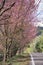 travel in nature with pink cherry blossom tree and country road in springtime season