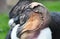 Travel peru condor close up
