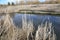 Travel to Canada ! Tourism B.C. Cattail plants!