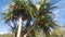 Travel and Tourism - Beautiful Pandanus Palms in the Botanical Gardens at Gladstone Qld Australia