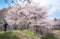 Travel woman take a photo Cherry blossoms trees in park at Yamakata,Japan