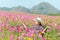 Traveler asian woman relax and freedom in beautiful blooming cosmos flower garden